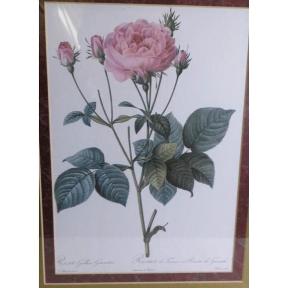 P. J. Redouté Rosa Gallica Granatus Botanical Double Matted Framed Art Print - Picture 5 of 5